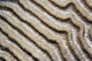 CHANNEL

Brain Coral 
Symphyllia
Faltenkoralle by Jörg Menge 